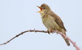 Birdy